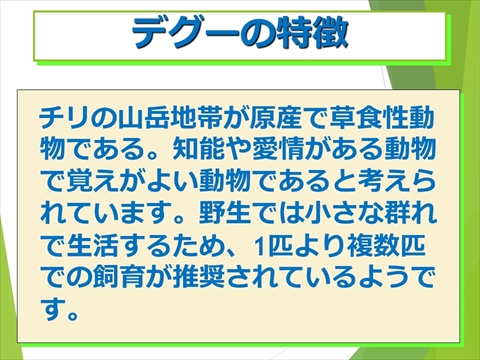デグーの特徴01
