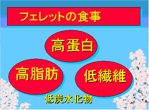 フェレットの食事01