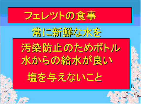フェレットの食事04