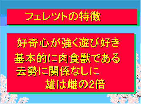 フェレットの特徴