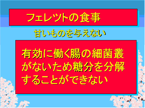 フェレットの食事05
