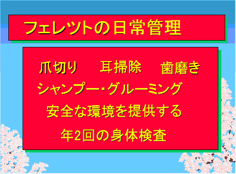 フェレットの日常管理