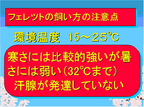 フェレットの飼い方の注意点01