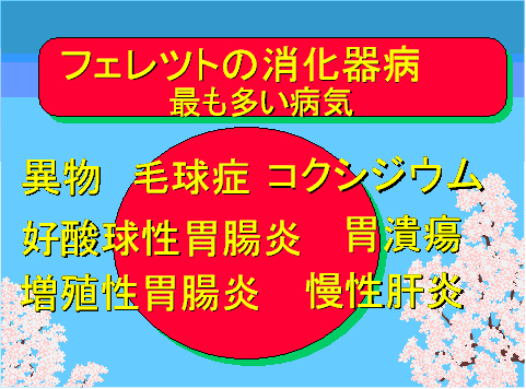 フェレットの消化器病最も多い病気