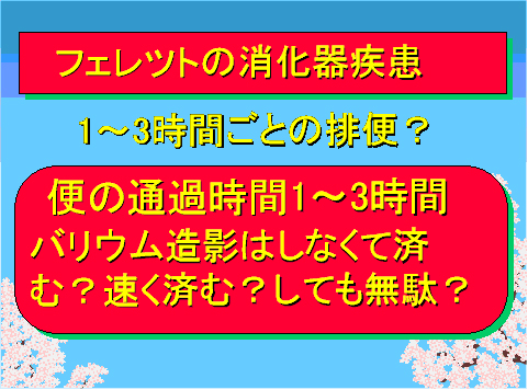 フェレットの消化器疾患