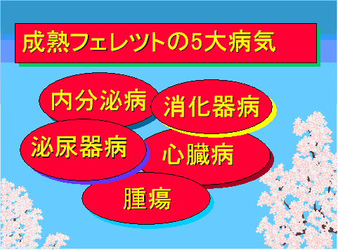 成熟フェレットの5大病気