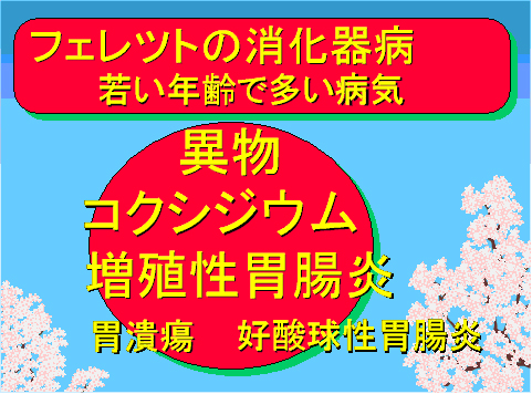 フェレットの消化器病若い年齢で多い病気
