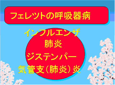 フェレットの呼吸器病