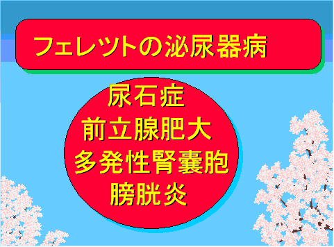 フェレットの泌尿器病