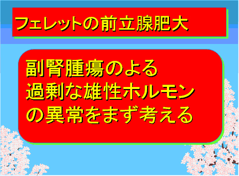 フェレットの前立腺肥大