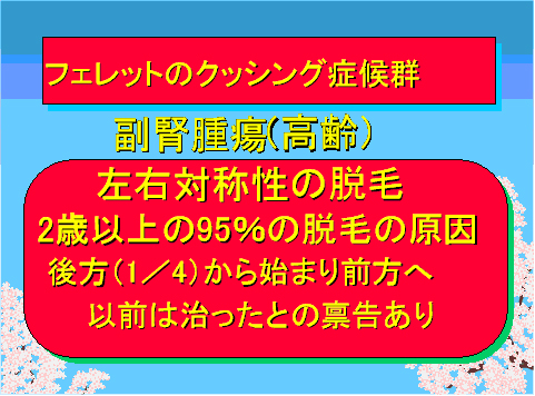 フェレットのクッシング症候群01