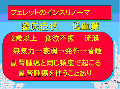 フェレットのインスリノーマ01