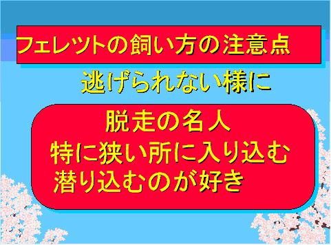フェレットの飼い方の注意点06