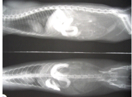 上部胃腸管の閉塞が認められる