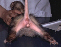 フェレットの臨床症状10