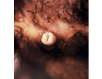 フェレットの臨床症状11