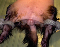 フェレットの臨床症状12