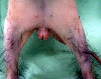 フェレットの臨床症状13