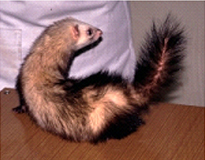 フェレットの臨床症状02
