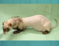 フェレットの臨床症状03