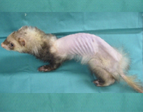フェレットの臨床症状04