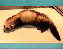 フェレットの臨床症状05