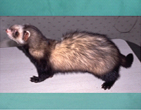 フェレットの臨床症状06