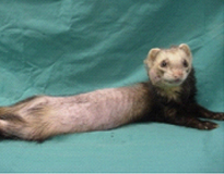 フェレットの臨床症状07