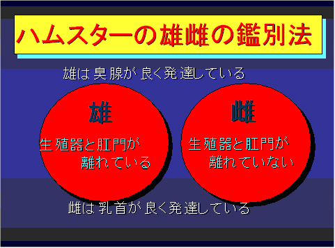 ハムスターの雄雌の鑑別法