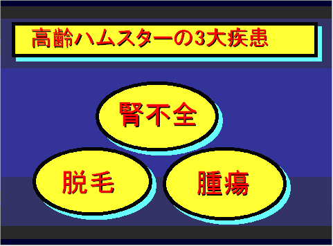 高齢ハムスターの3大疾病