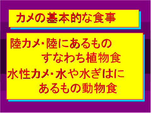 カメの基本的な食事