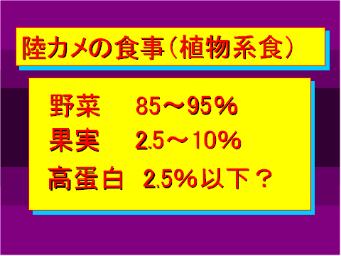 陸カメの食事(植物系食)