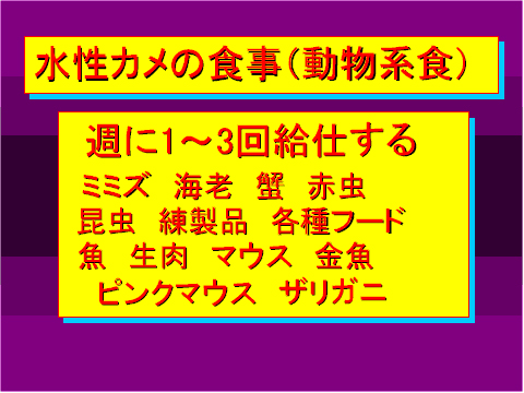 水性カメの食事(動物系食)