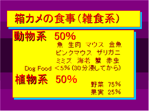 箱カメの食事(雑食系)