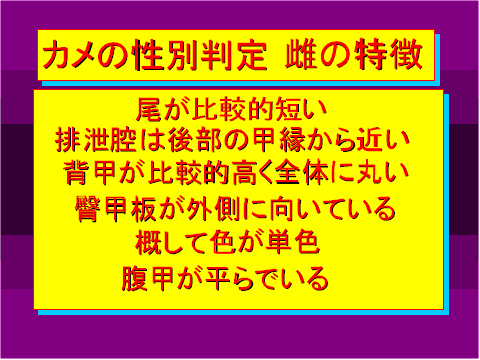 カメの性別判定 雌の特徴