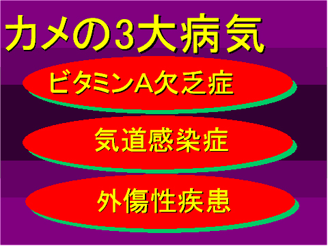 カメの3大病気