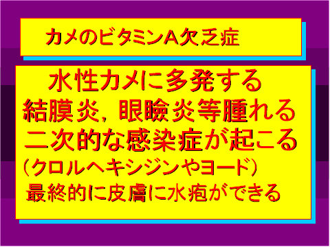 カメのビタミンA欠乏症