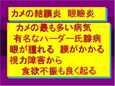 カメの結膜炎 眼瞼炎