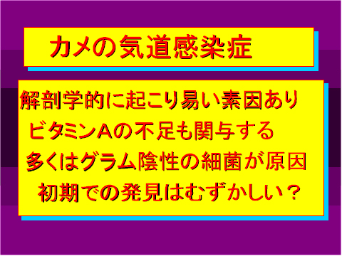 カメの気道感染症01