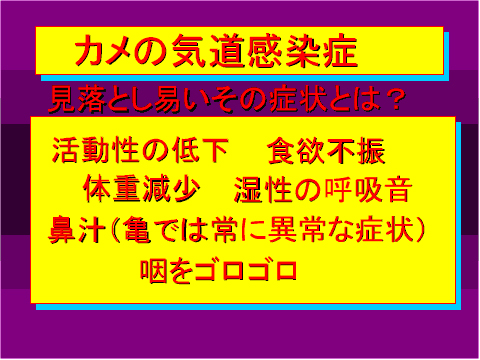 カメの気道感染症02