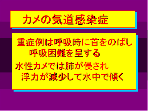 カメの気道感染症03