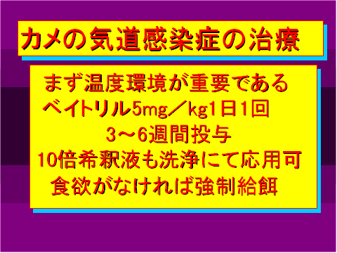 カメの気道感染症の治療