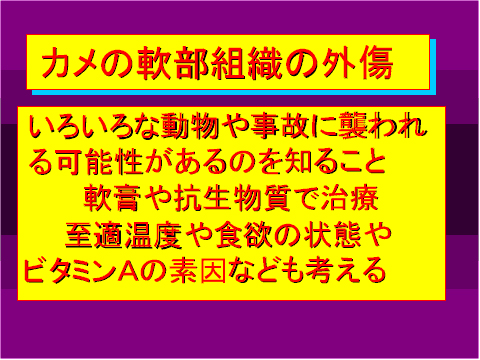カメの軟部組織の外傷