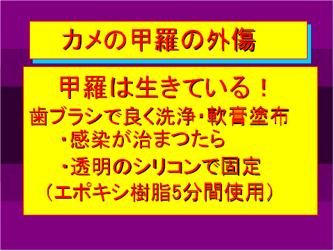 カメの甲羅の外傷01