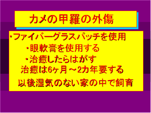カメの甲羅の外傷02