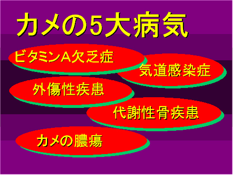 カメの5大病気