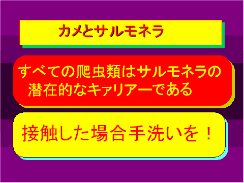 カメとサルモネラ