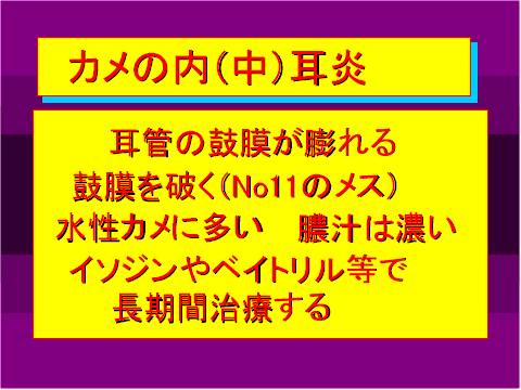 カメの内(中)耳炎