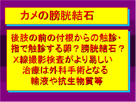 カメの膀胱結石02
