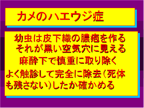 カメのハエウジ症